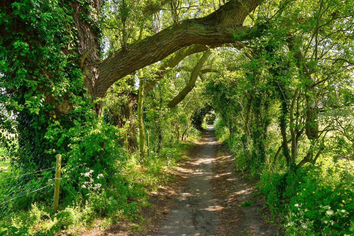 Waldweg Fototapete Papermoon