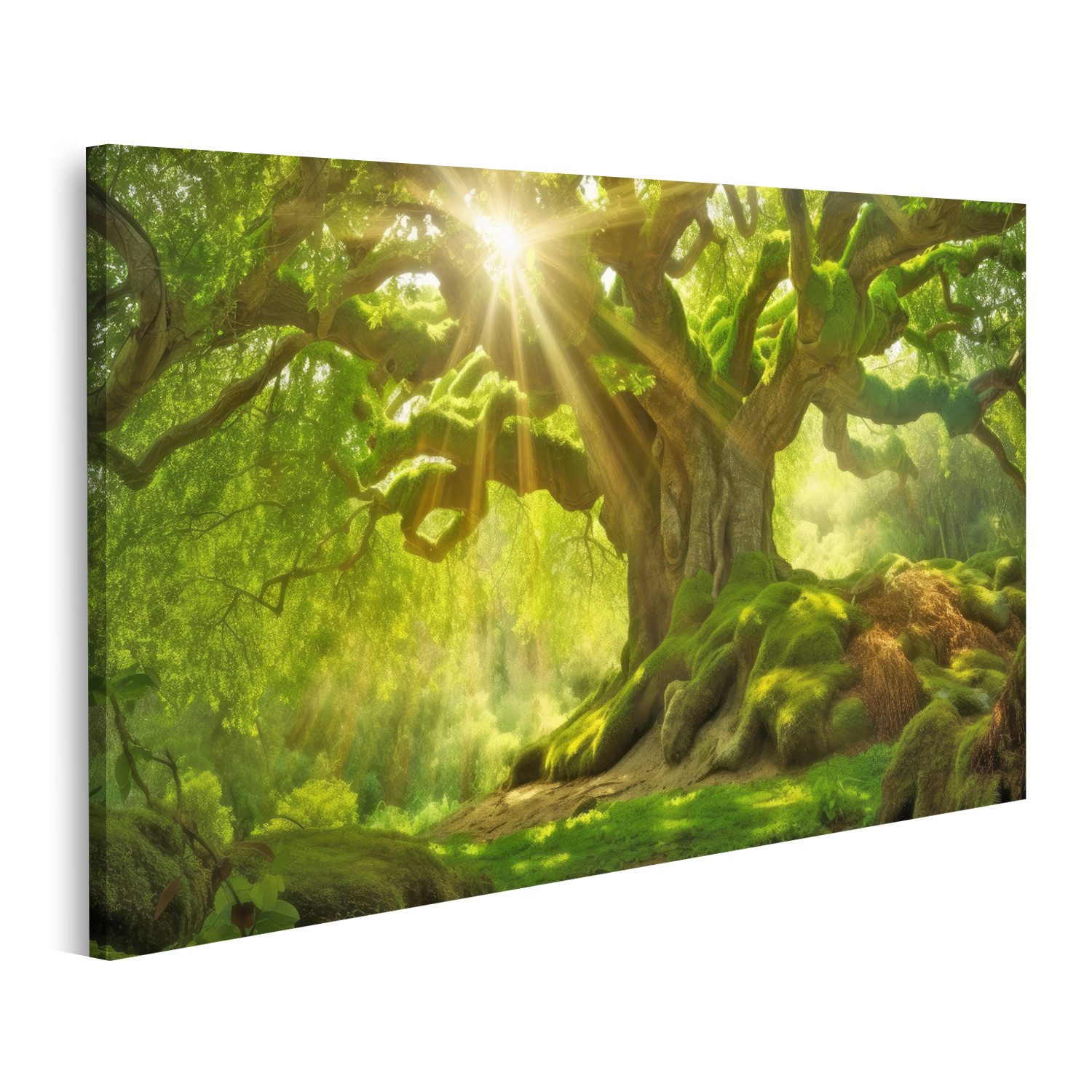 Leinwandbild Sonnenstrahlen auf altem Baum Bilder