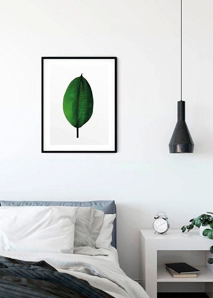 Komar Poster Ficus Leaf, Blätter, Pflanzen St), Schlafzimmer, (1 Wohnzimmer Kinderzimmer