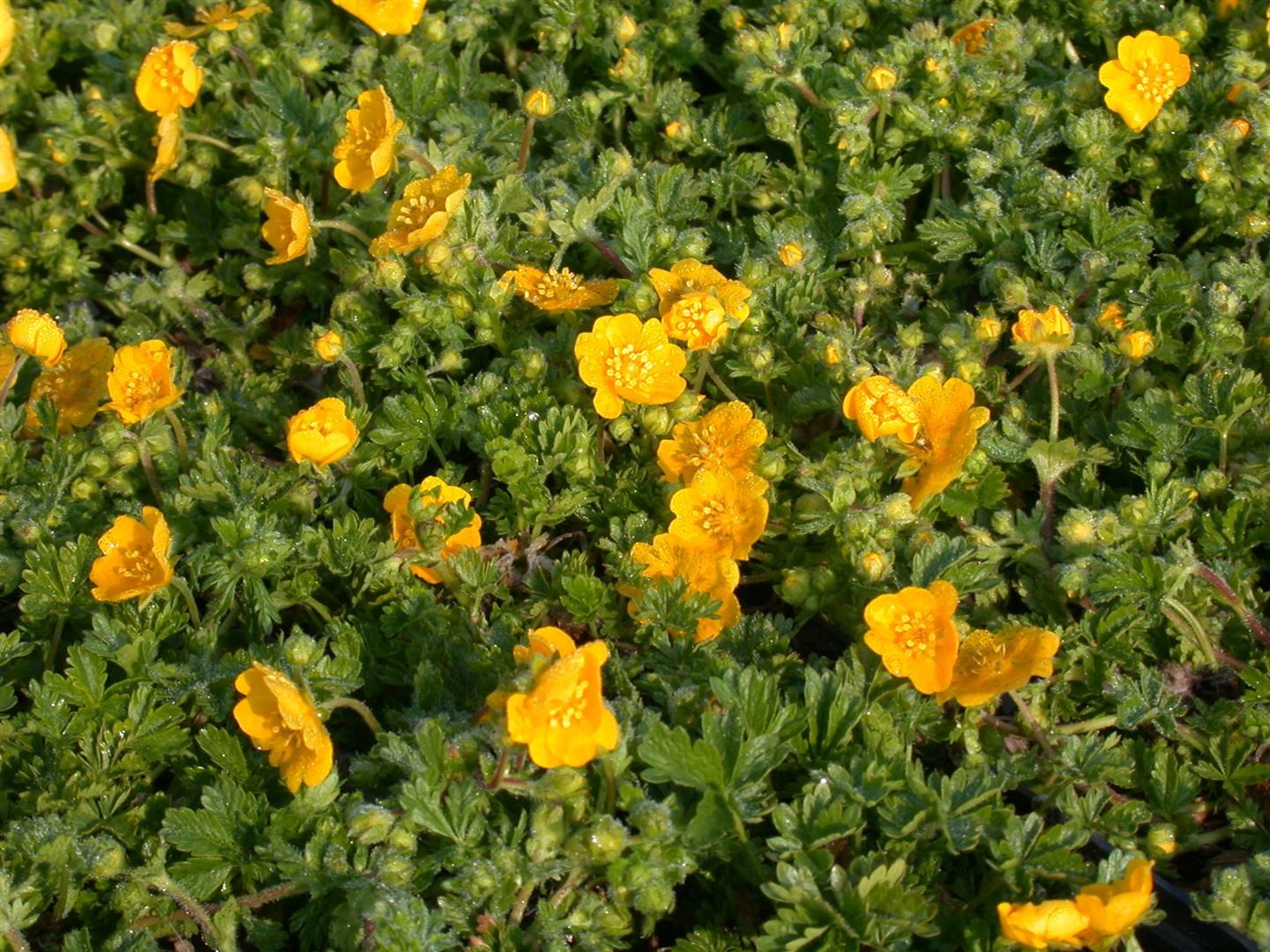 Pflanzen für Dich Bodendecker Potentilla neumanniana, 1 St., Frühlings-Fingerkraut, Neumanns Fingerkraut, gelbblühend, bodendecker