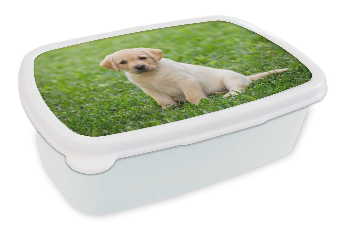 MuchoWow Lunchbox Welpe sitzt im Gras, Kunststoff, (2-tlg), Brotbox für Kinder und Erwachsene, Brotdose, für Jungs und Mädchen weiß