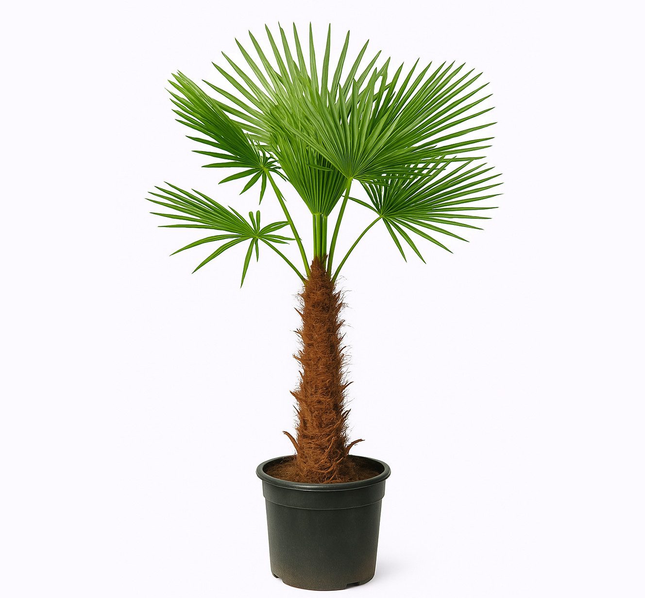 Palms-Store Baum Palme Trachycarpus Fortunei, Chinesische Hanfpalme, Winterhärte bis –19 °C, Faserbedeckter Stamm