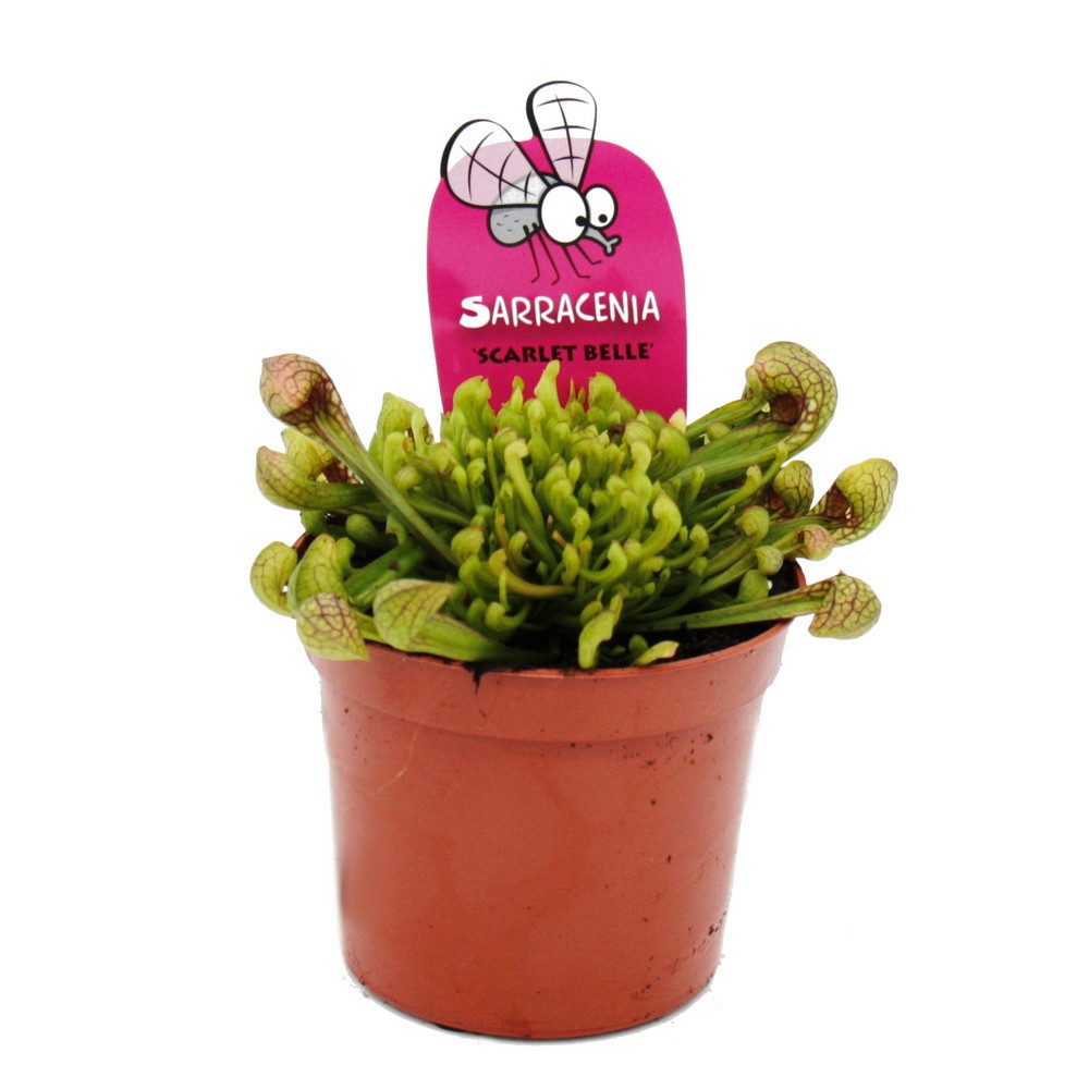 Exotenherz Zimmerpflanze Schlauchpflanze Sarracenia psittacina Hybr. "Scarlett Belle" 9cm Topf