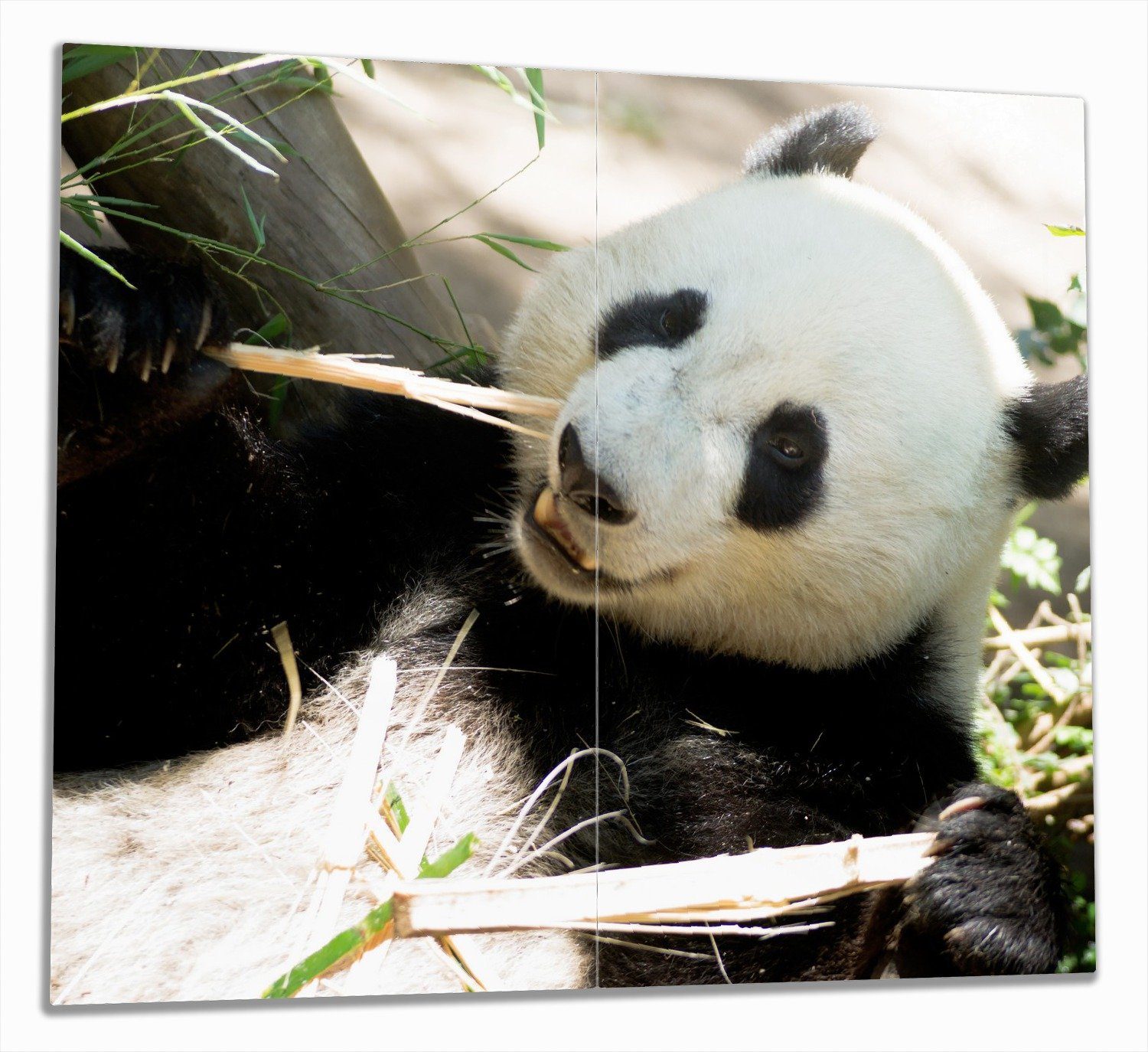 Wallario Herd-Abdeckplatte Panda knabbert an Bambusstücken, ESG-Sicherheitsglas, (Glasplatte, 2 tlg., inkl. 5mm Noppen), verschiedene Größen