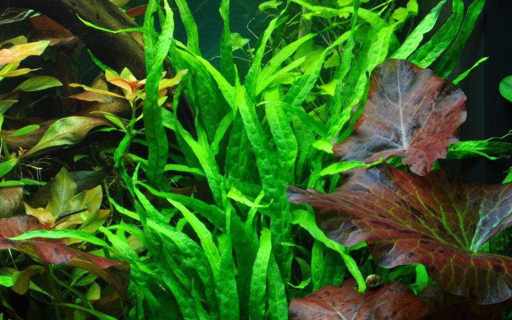Aquaone Wasserpflanze Aquarium Pflanze Microsorum pteropus 'Narrow' Tropica Nr.008A