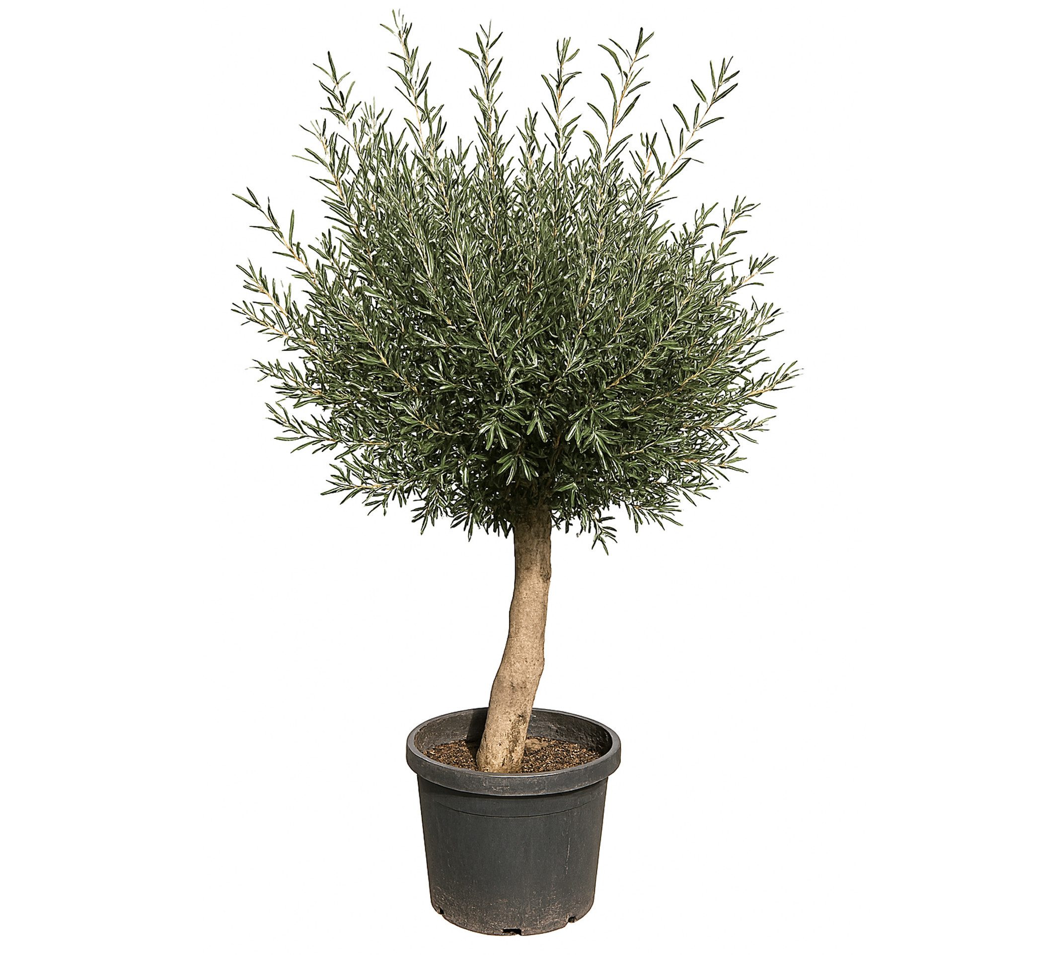 Palms-Store Olivenbaum Olea Europaea höhe: 170 -180cm gute Qualität, Stammumfang 20-30 cm, 1 St., Charaktervoller Stamm