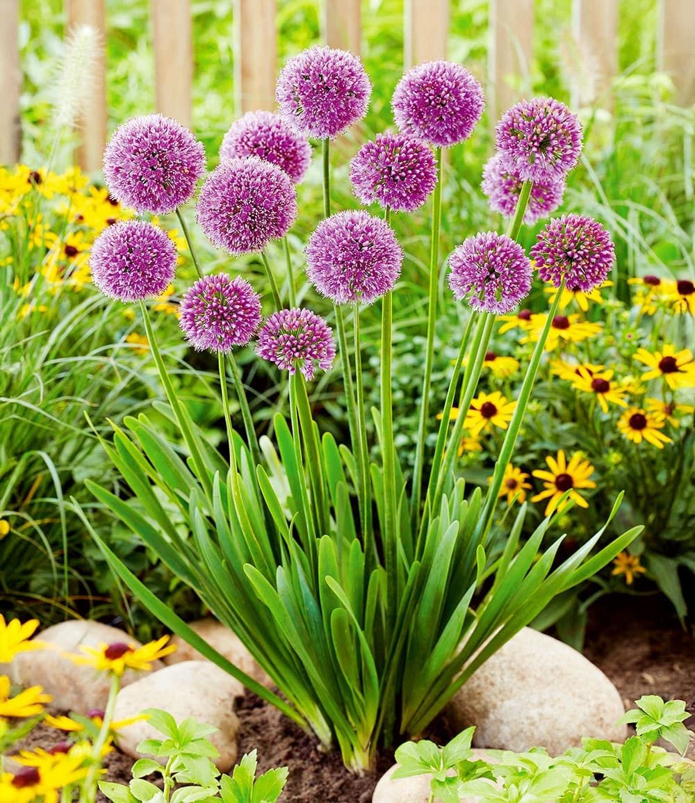 BALDUR Garten Blumenzwiebeln Stauden-Allium 'Esmee', Schmetterlingspflanze, winterhart, bienenfreundlich