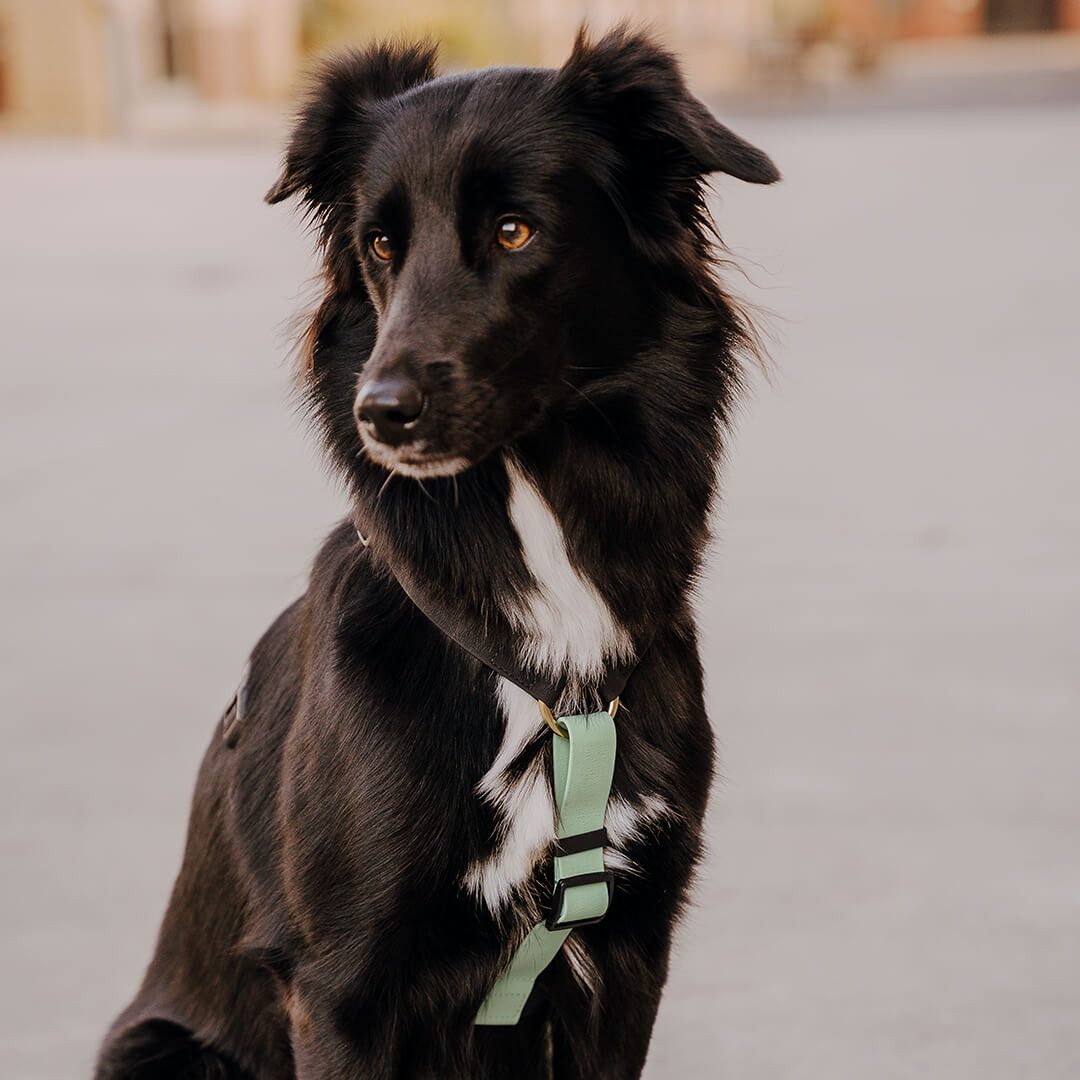 Hey Lana Hunde-Geschirr Hundegeschirr - Biothane (5-fach verstellbar) - mit Haltegriff