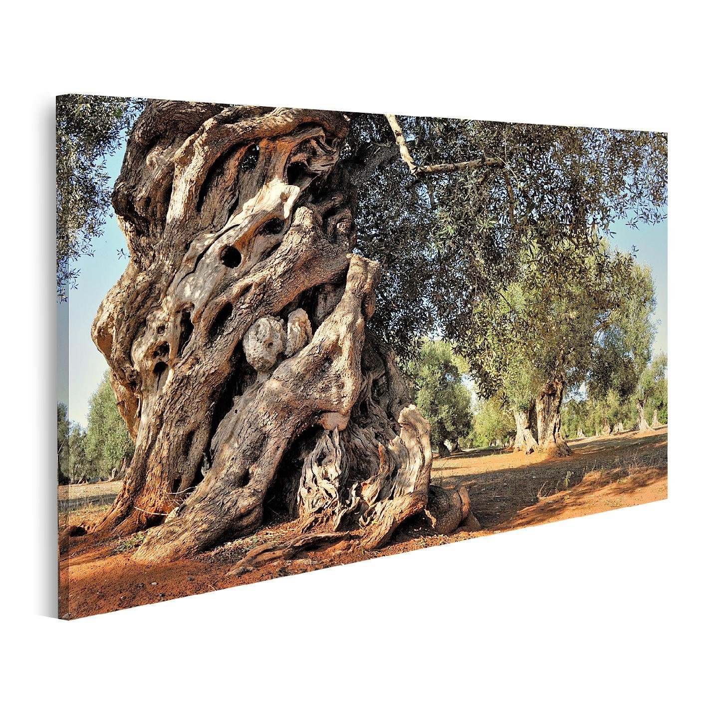 islandburner Leinwandbild Bild auf Leinwand Alter Olivenbaum im Garten  Wandbild Poster Kunstdruc