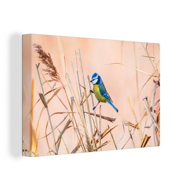 OneMillionCanvasses® Leinwandbild Vogel - Blaumeise - Schilf (1 St) Wandbild Leinwandbilder Aufhängefertig Wanddeko