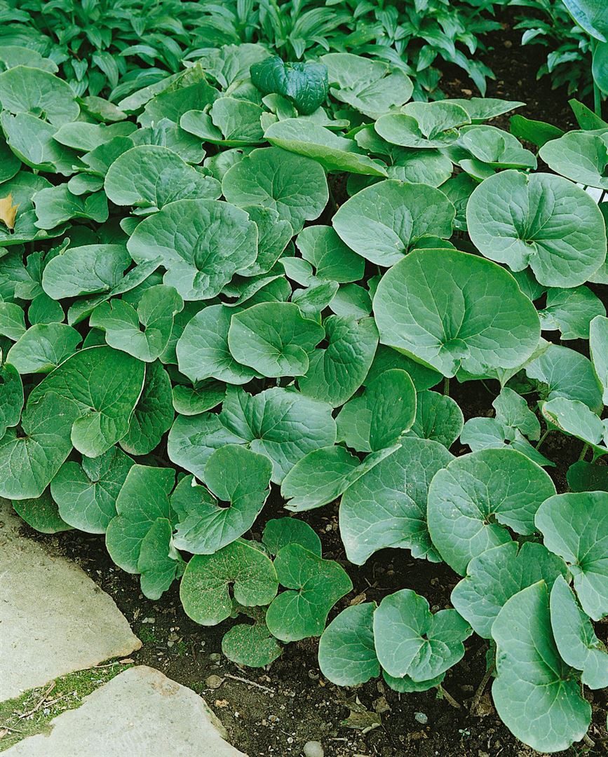 Pflanzen für Dich Staude Asarum caudatum, 1 St., Langblättrige Haselwurz, Kanadische Haselwurz
