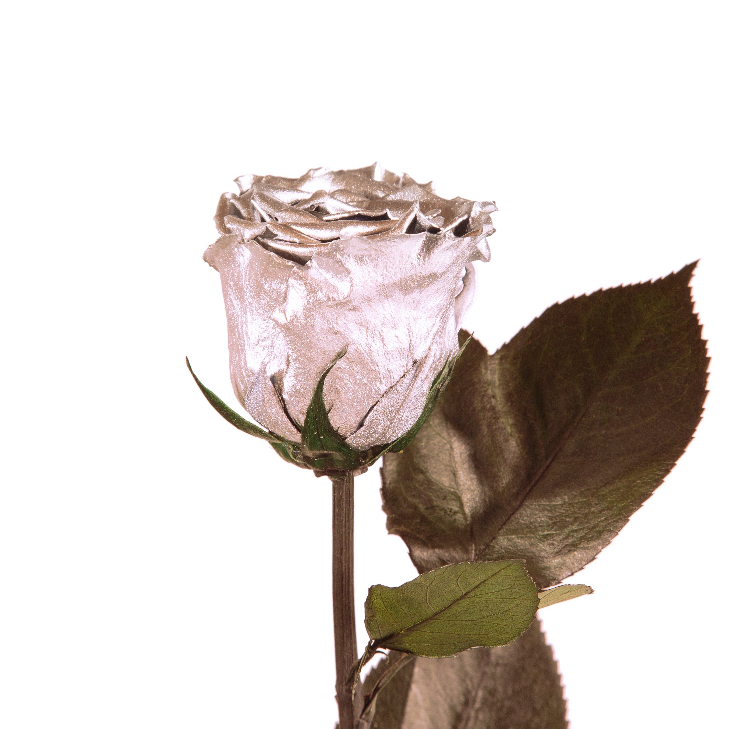 Kunstblume Ewige Rose konserviert mit Stiel echte haltbare Blume Rose, ROSEMARIE SCHULZ Heidelberg, Höhe 50 cm, Infinity Rose, Geschenk für Frauen, Valentinstag, Made in Germany