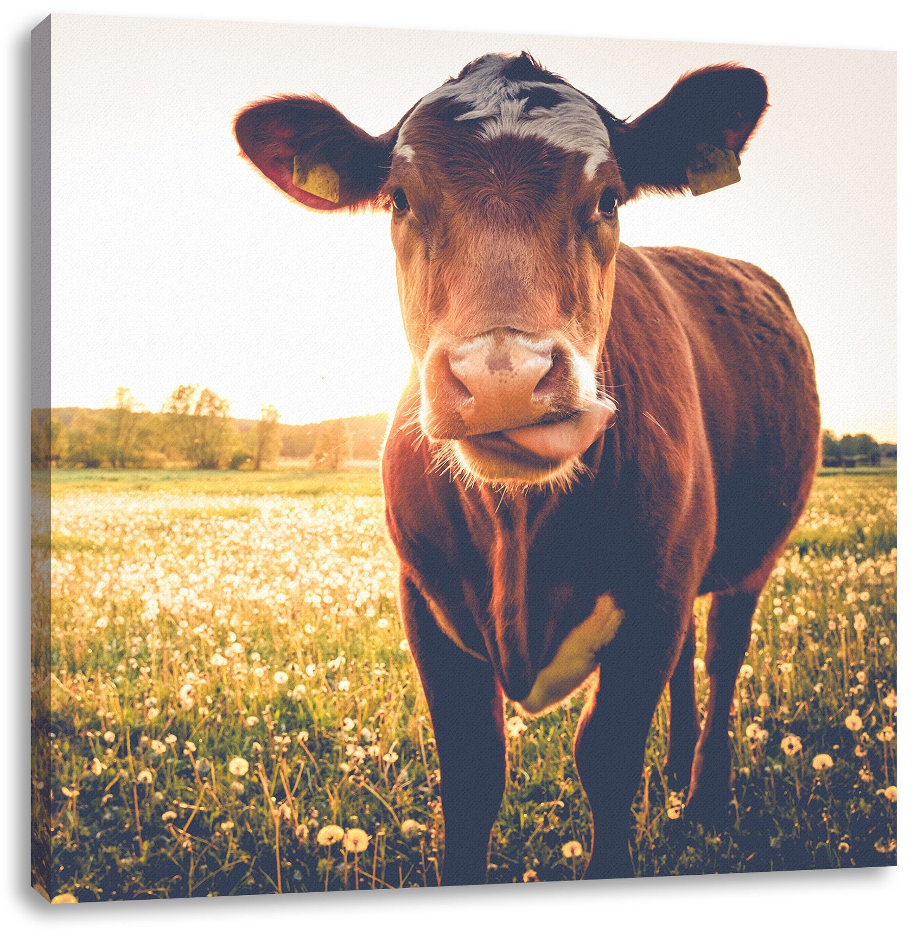 Pixxprint Leinwandbild Kuh auf Butterblumenwiese, Kuh auf Butterblumenwiese (1 St), Leinwandbild fertig bespannt, inkl. Zackenaufhänger