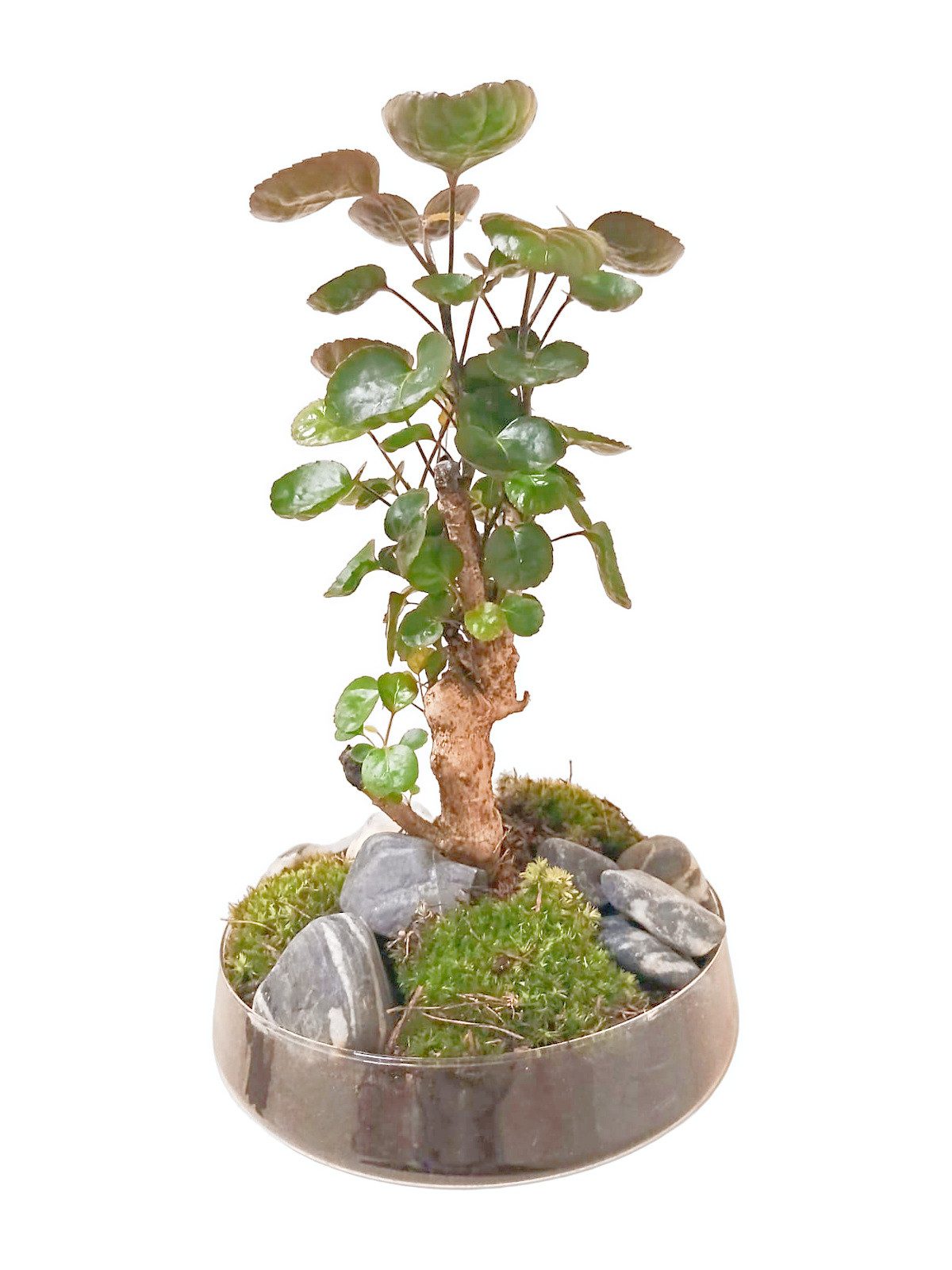 meinvipshop Zimmerpflanze Bonsai 43cm im Glas Flaschengarten günstig online kaufen