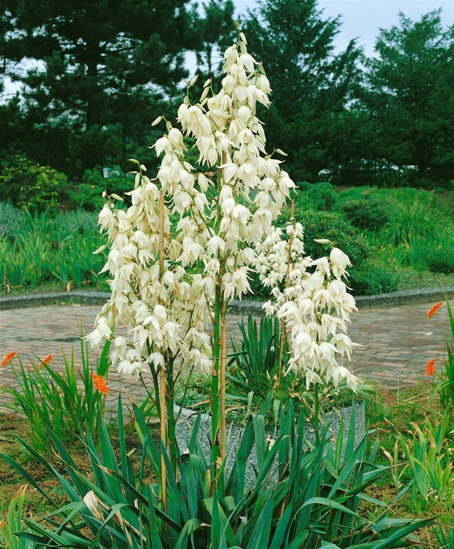 Pflanzen für Dich Staude Yucca filamentosa, 1 St., Fädige Palmlilie, Garten-Yucca, Adam's Nadel – Bild 5 von 5