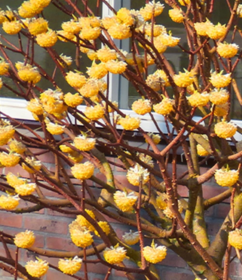 BALDUR Garten Zierstrauch Winterblüher Edgeworthia Grandiflora, 1 St., Papierpflanze,duftend,winterhart, mehrjährig, pflegeleicht – Bild 3 von 5