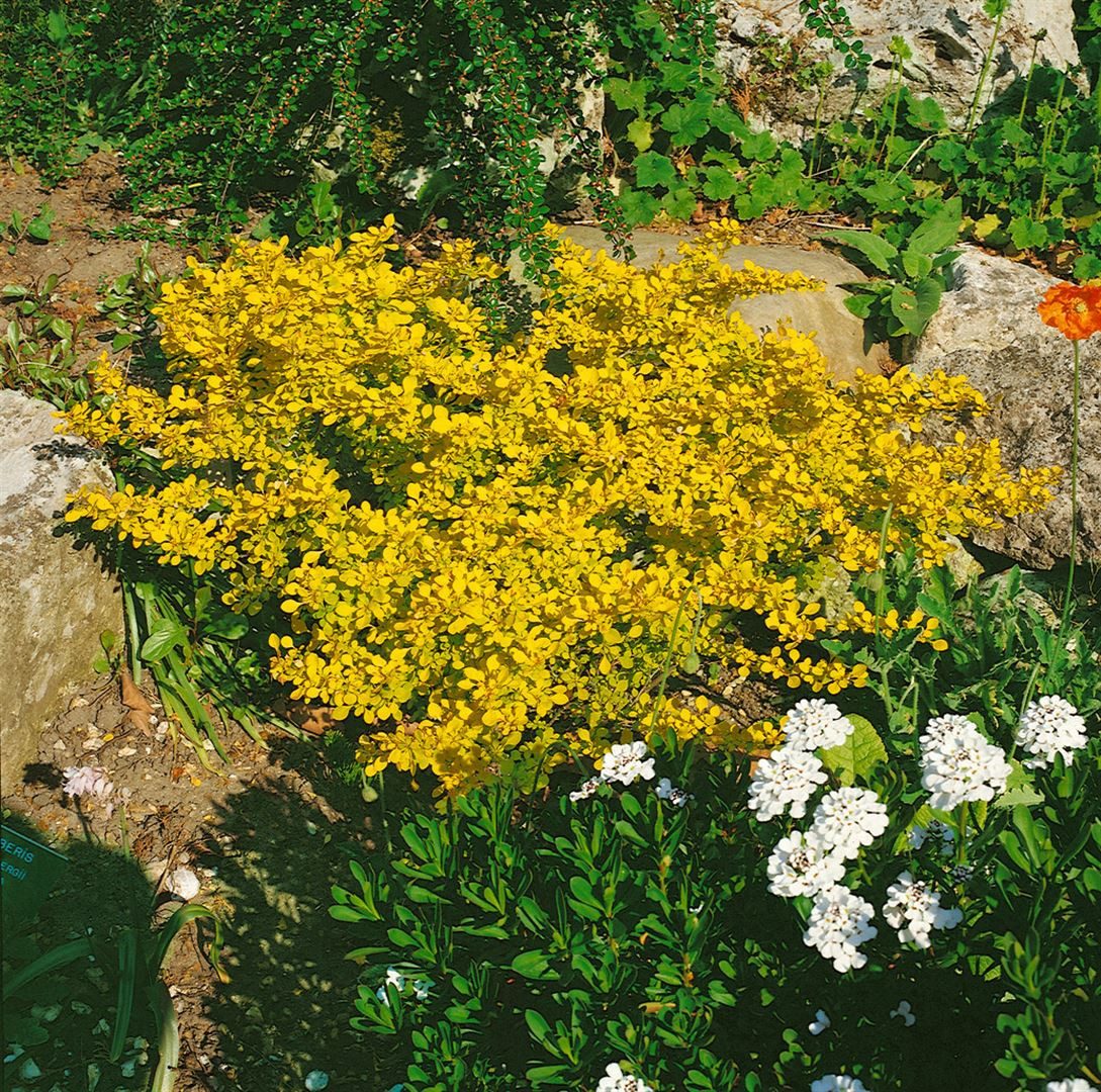 Pflanzen für Dich Gehölze Berberis thunbergii Aurea, 1 St., Thunberg-Berberitze, Goldberberitze