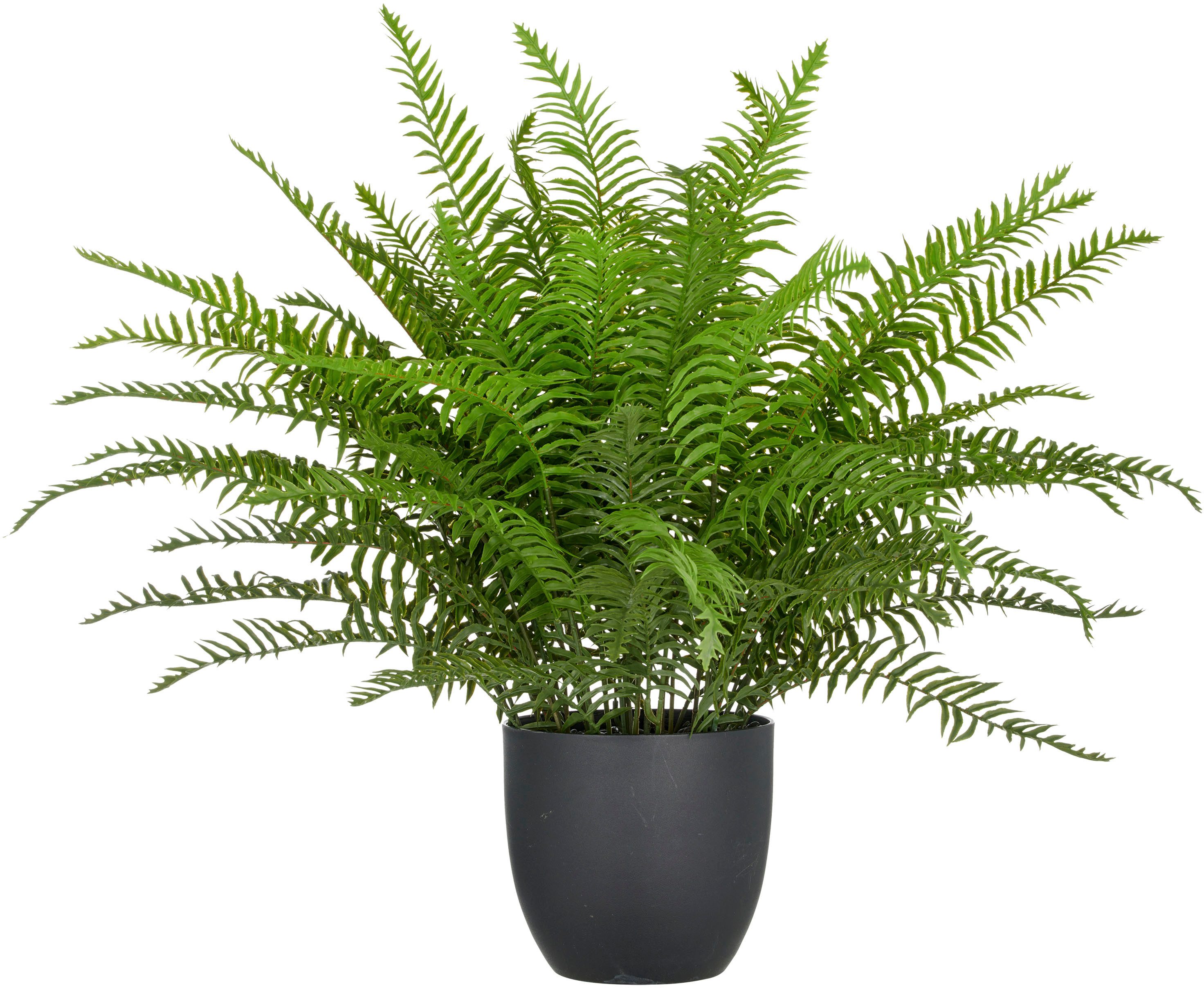 Kunstpflanze Schwertfarn, Creativ green, Höhe 60 cm, mit zahlreichen Farnwe günstig online kaufen