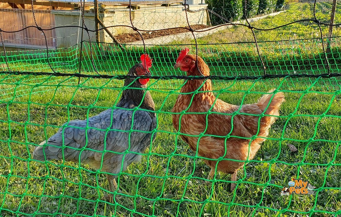 BruKa Hühnerzaun Geflügelnetz 125cm Hühnernetz Hühnerzaun Tür Geflügelzaun Zaun Hühner