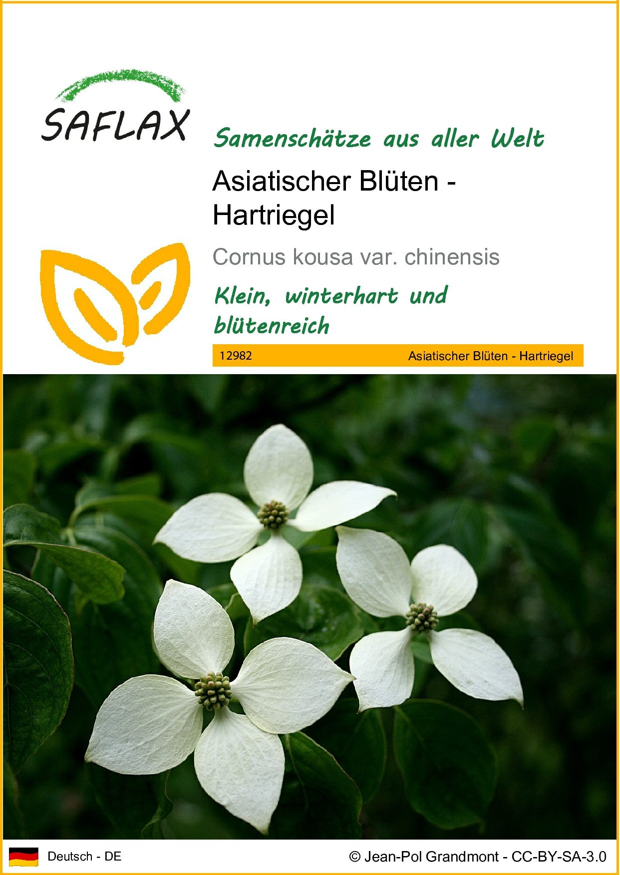 SAFLAX Blumensamen SAFLAX - Samen - Asiatischer Blüten - Hartriegel