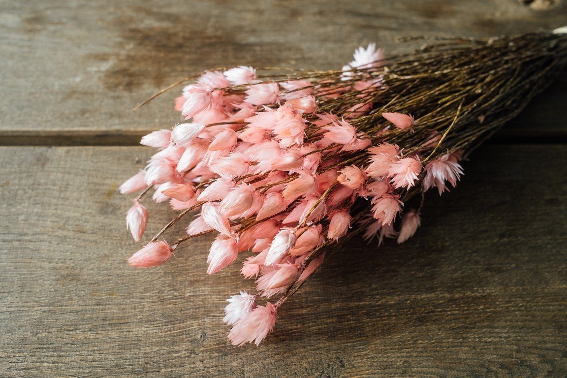 Trockenblume Kaap Flower Hellrosa im Bund, Länge ca. 40-50 cm