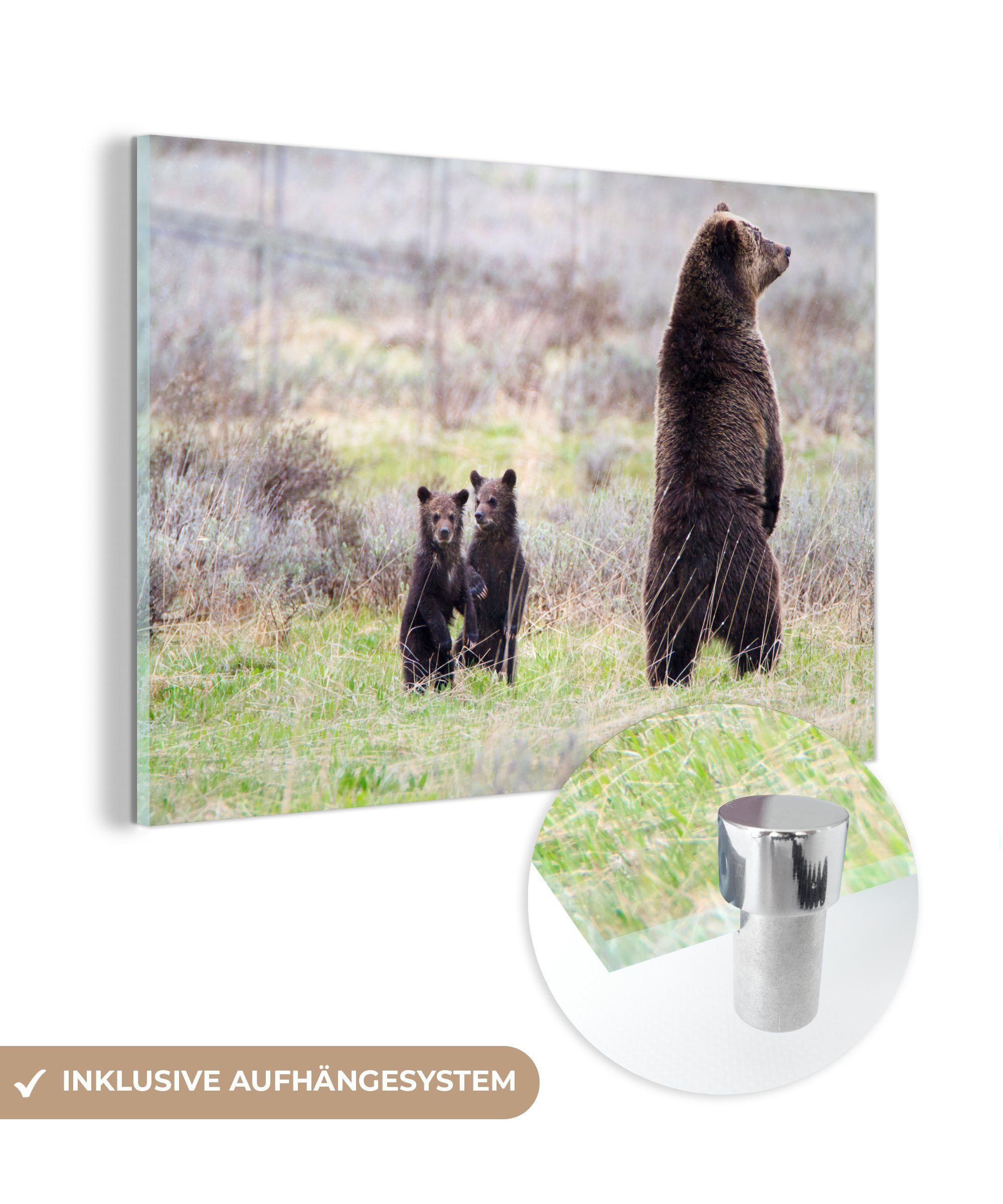 MuchoWow Acrylglasbild Bild einer Grizzlybärin mit ihren Jungtieren, (1 St), Acrylglasbilder Wohnzimmer & Schlafzimmer