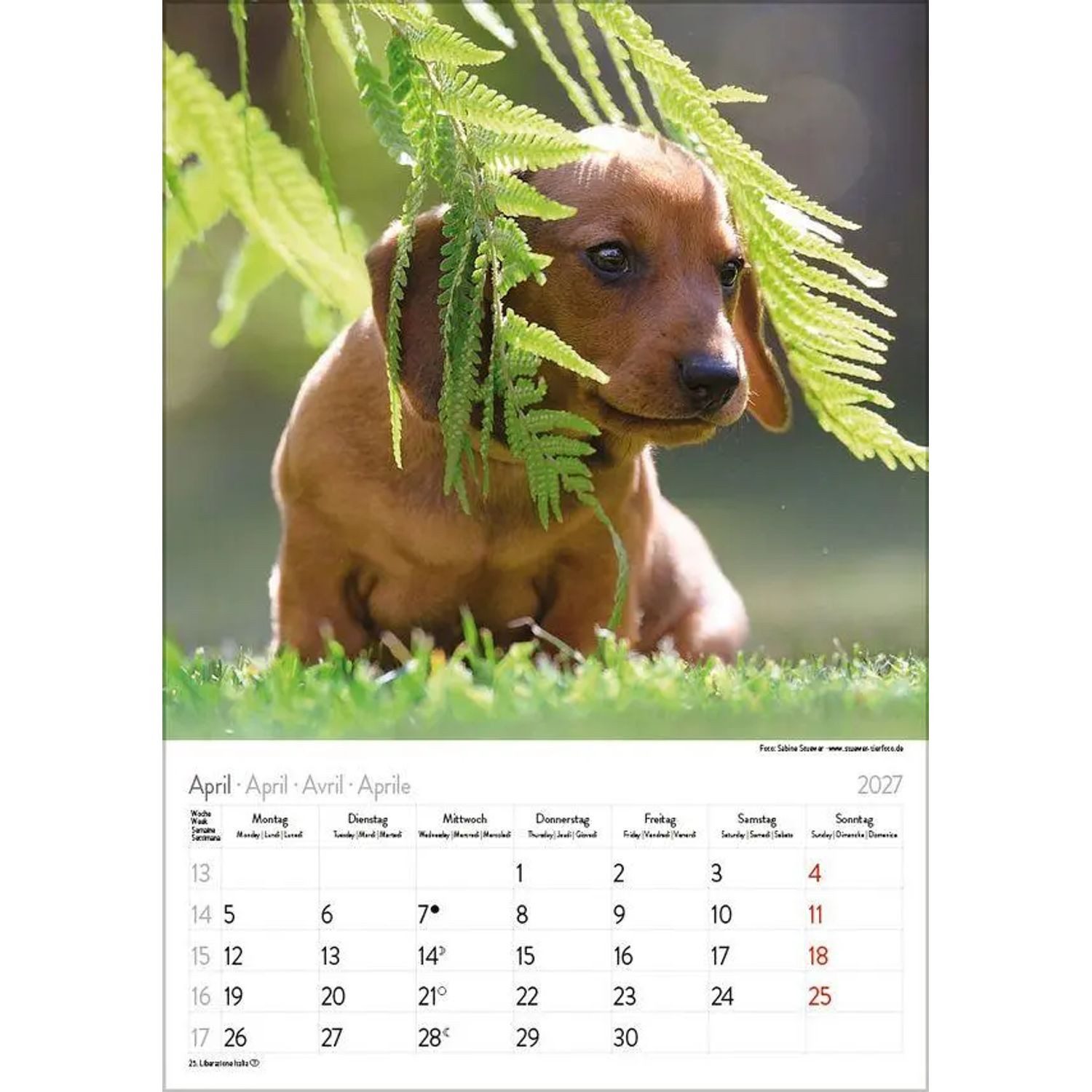 Korsch Verlag Wandkalender Dackel 2027 – Bild 5 von 5