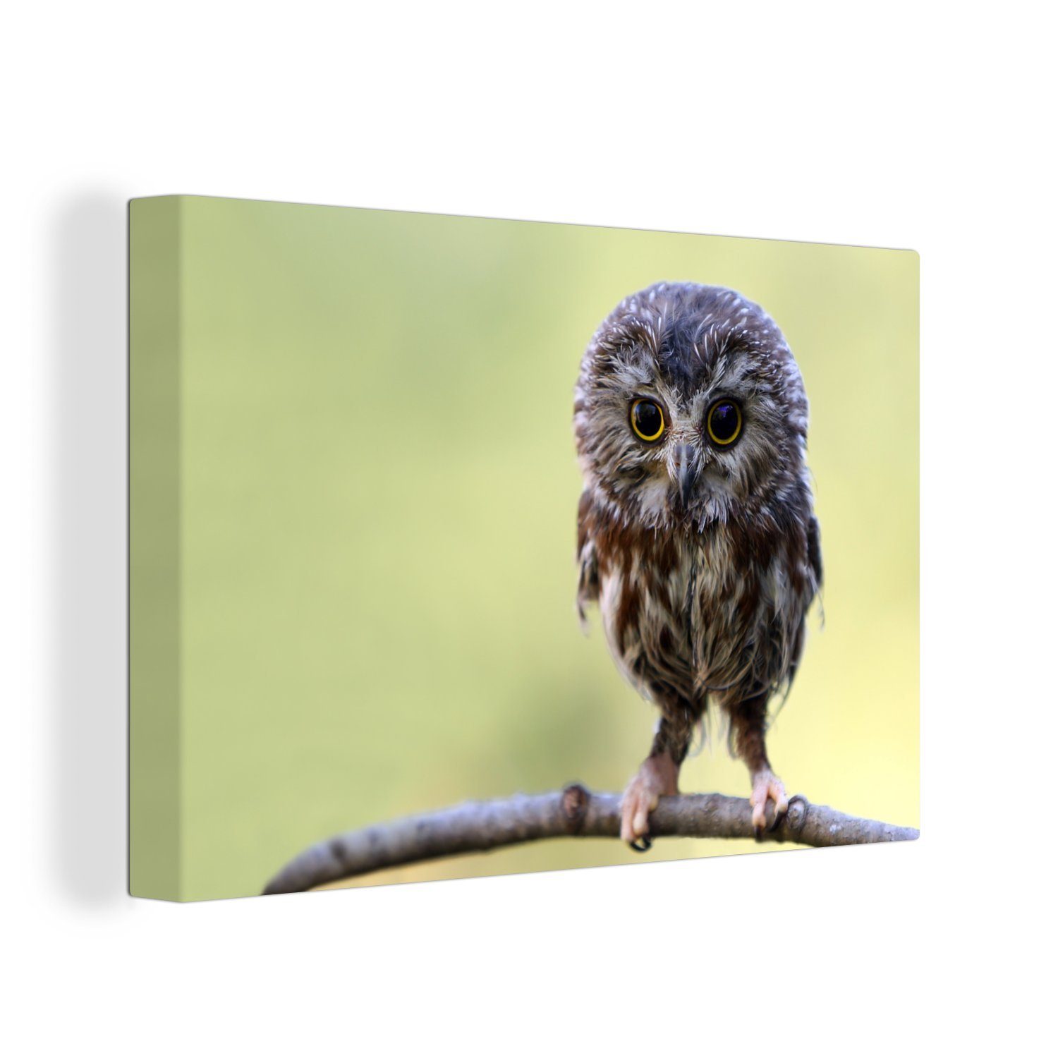 OneMillionCanvasses® Leinwandbild Eule - Vogel - günstig online kaufen