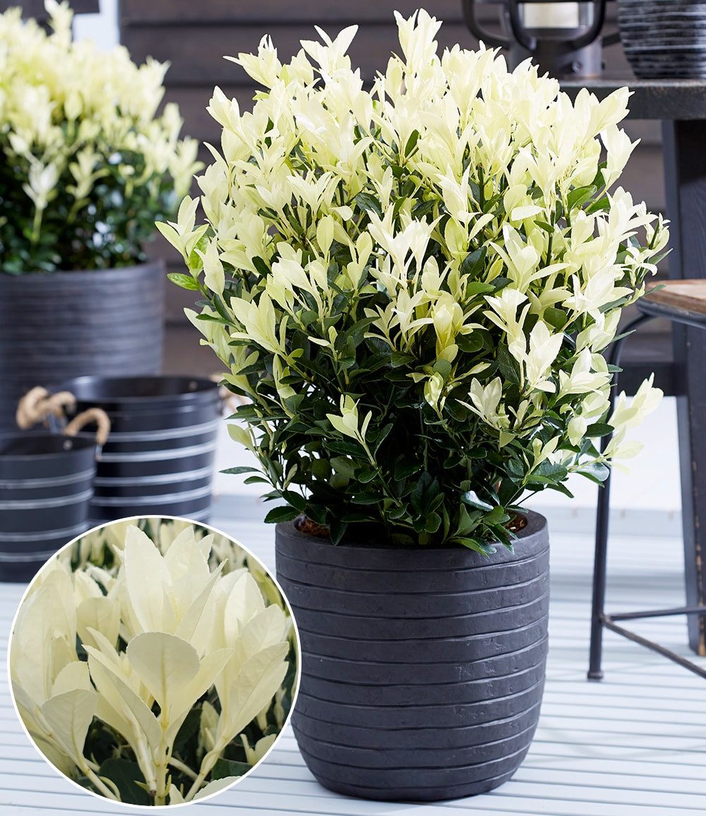 BALDUR Garten Zierstrauch Euonymus 'Himalaya', 1 St., Kompakt, immergrün, winterhart, mehrjährig, pflegeleicht