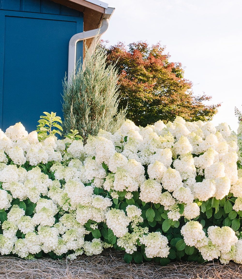 BALDUR Garten Zierstrauch Rispenhortensie 'Little Hottie', 1 St., Gruppenpflanzungen, winterhart, reichblühend, pflegeleicht