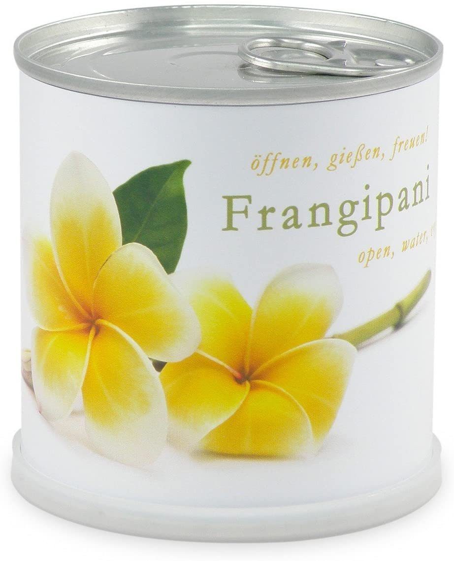 MacFlowers® Anzuchttopf Frangipani Plumeria Blumen in B der Schönheit, 75x H tropische T Dose cm 80 75x