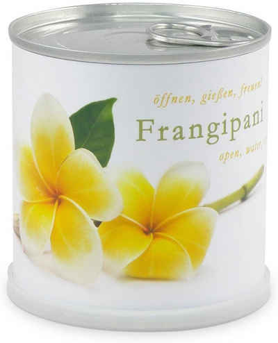 MacFlowers® Anzuchttopf Frangipani Plumeria Blumen in der Dose tropische Schönheit, T 75x B 75x H 80 cm