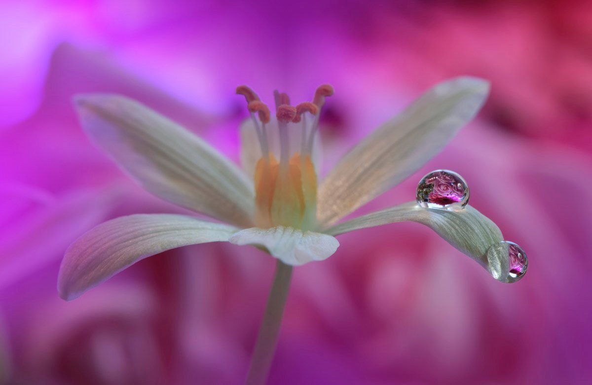 Makro Blume Papermoon mit Zen Fototapete Wassertropfen