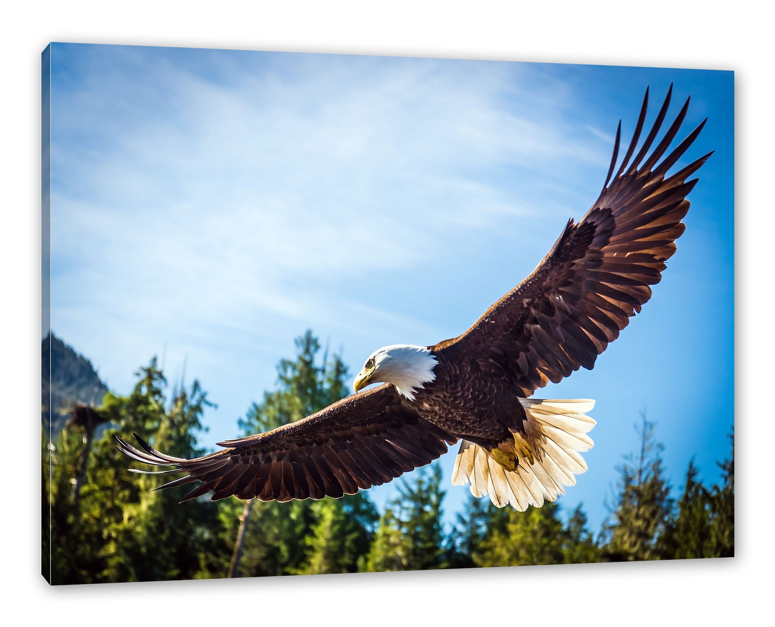 Pixxprint Leinwandbild Adler, Adler (1 St), günstig online kaufen