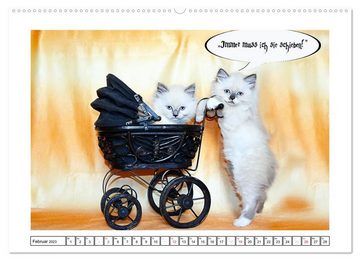 CALVENDO Wandkalender Lustiger Katzenkalender (Premium, hochwertiger DIN A2 Wandkalender 2023, Kunstdruck in Hochglanz)