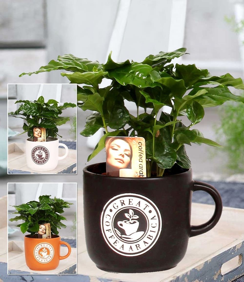 BALDUR Garten Zimmerpflanze Coffea Arabica inkl. Keramiktopf, 1 St., Kaffeekirschen,duftend, pflegeleicht