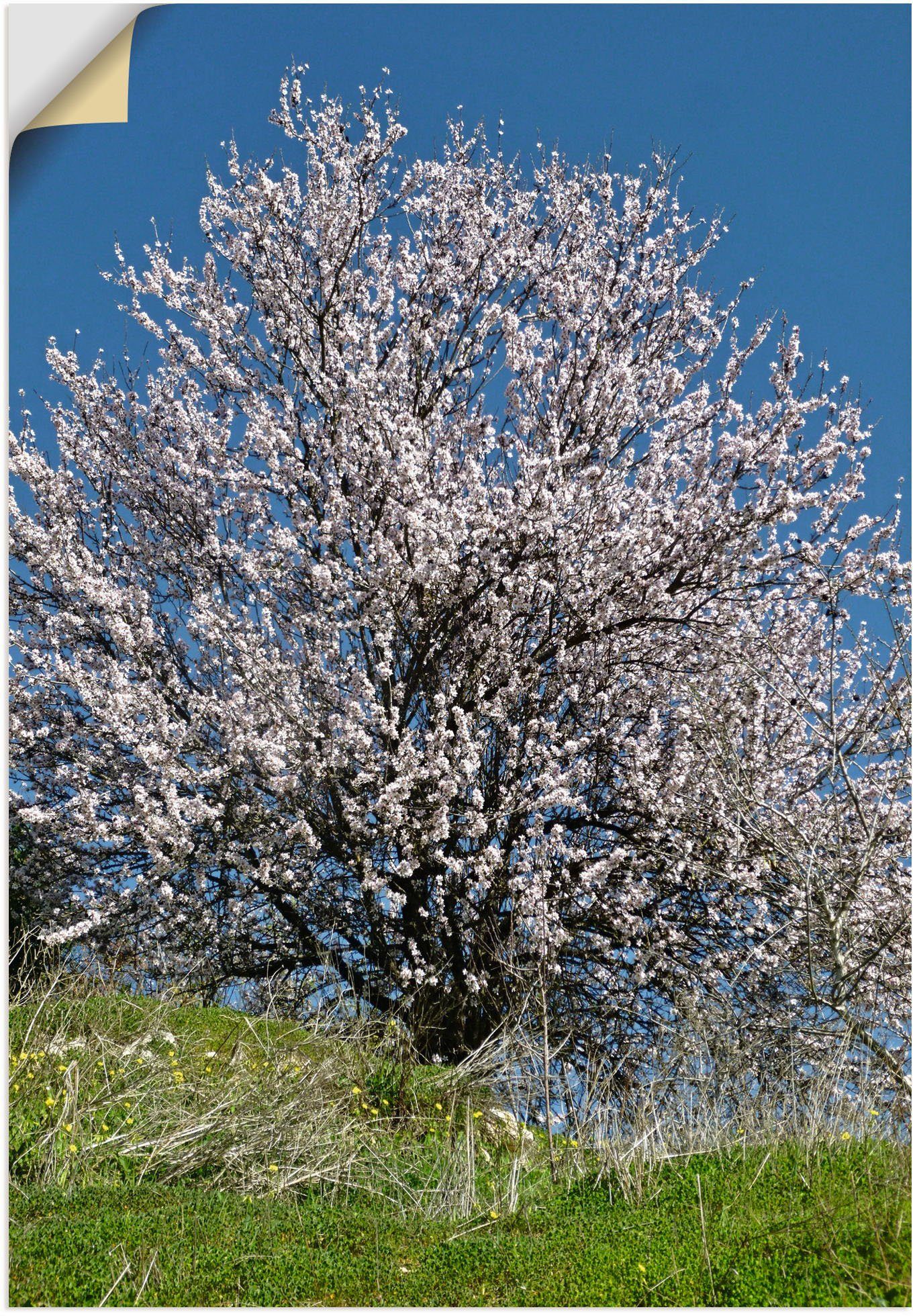 Artland Wandbild Mandelbaum in voller Alubild, als St), oder Baumbilder in Bluete, versch. (1 Größen Poster Wandaufkleber Leinwandbild