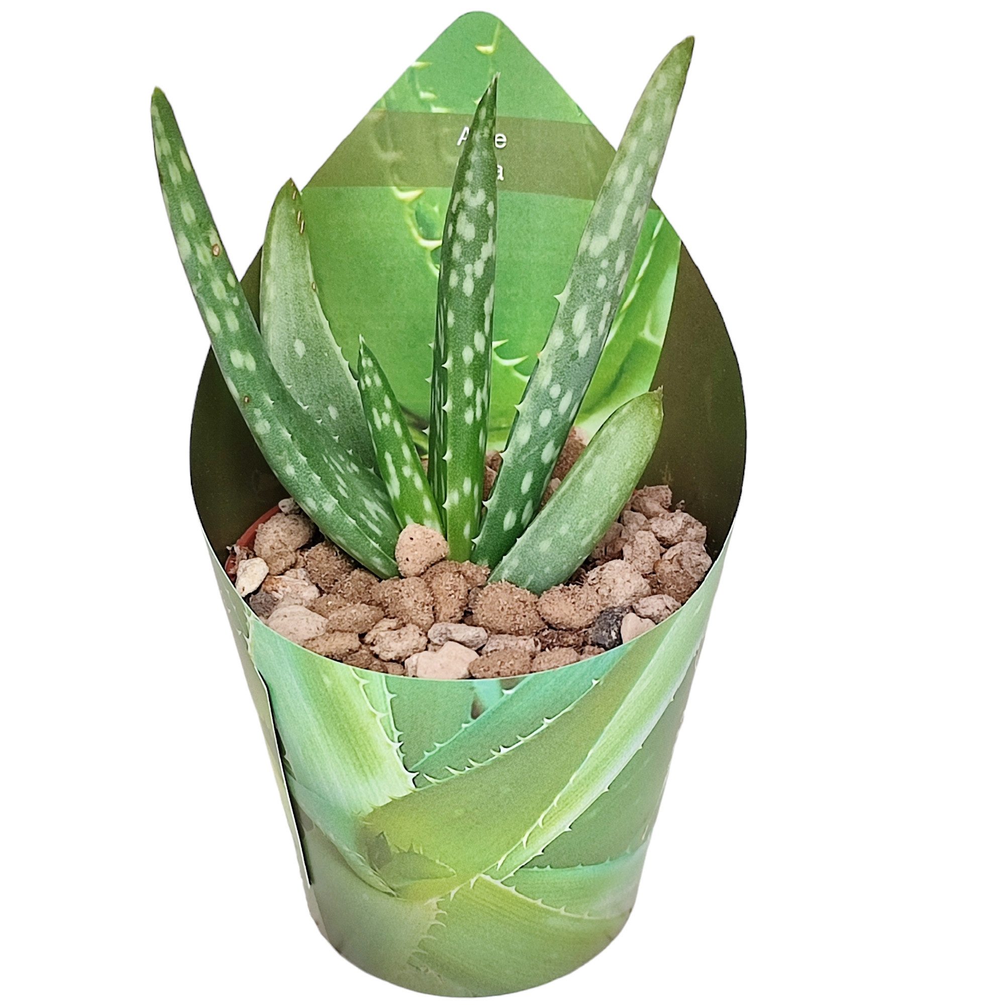 Exotenherz Kaktus Aloe Vera - Mini-Aloe - Rarität - 6,5cm Topf - 15cm hoch