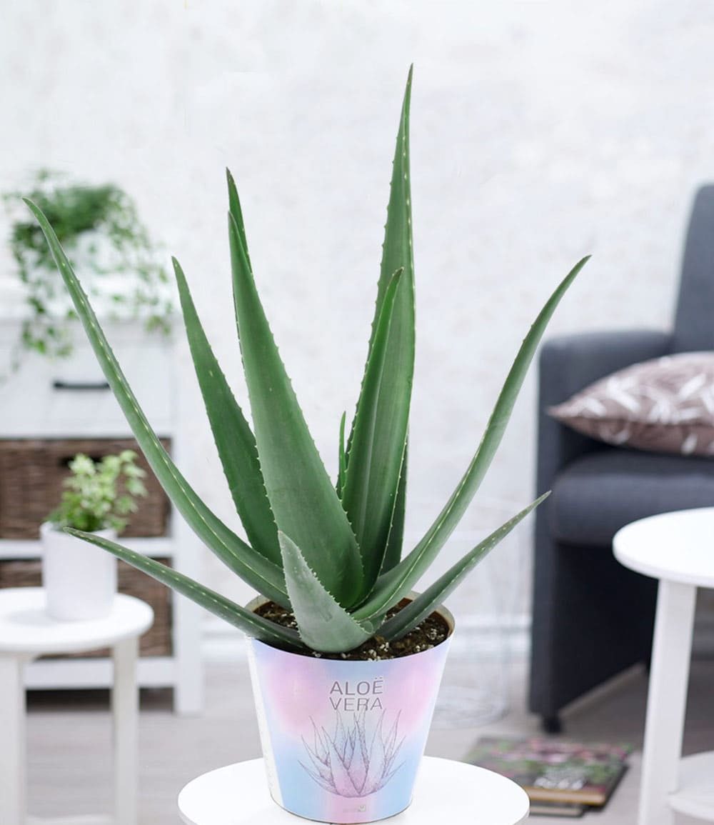 BALDUR Garten Zimmerpflanze XXL Aloe Vera, 55-65 cm hoch, 1 St., Barbadosiensis, pflegeleicht