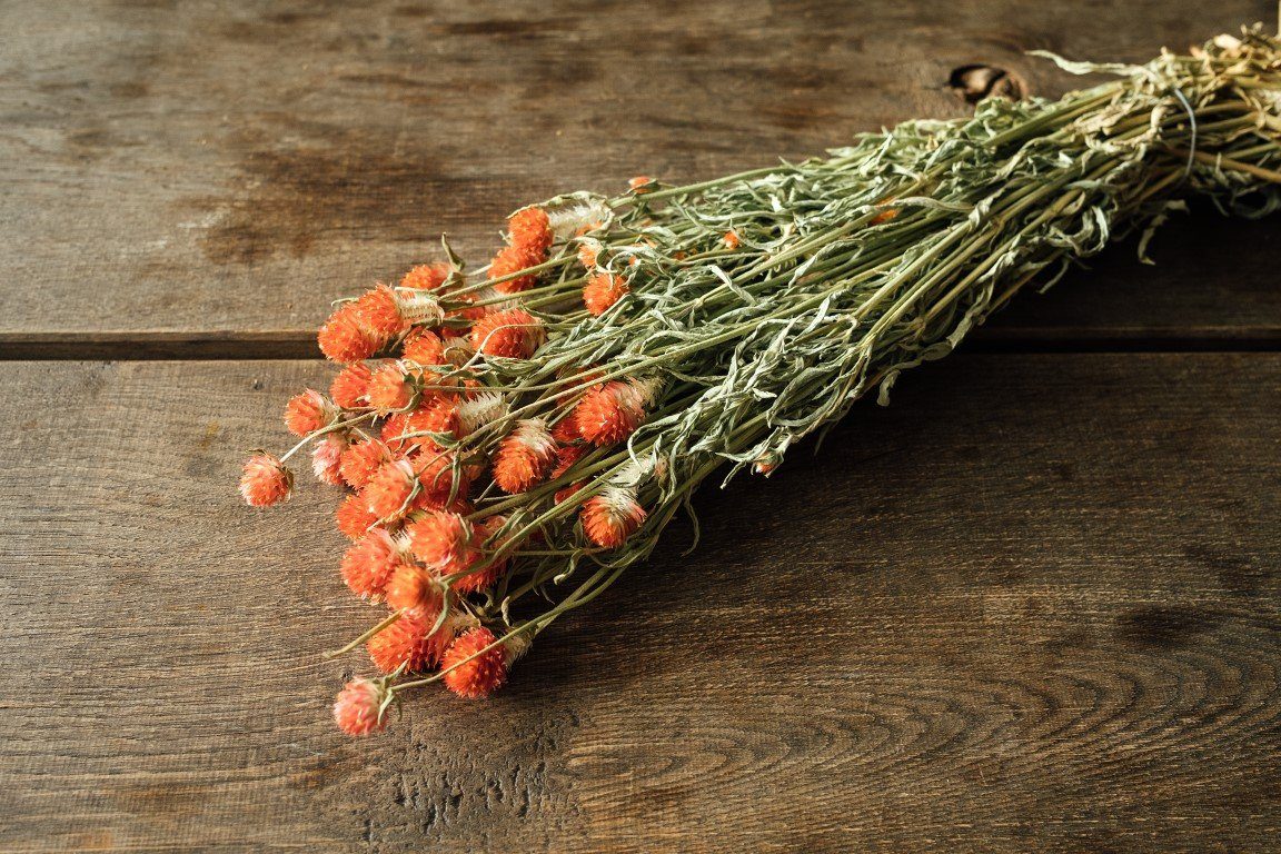 Trockenblume 50-60cm globosa ca. Gomphrena Trockenblumen, Orange, NaDeco getrocknet,