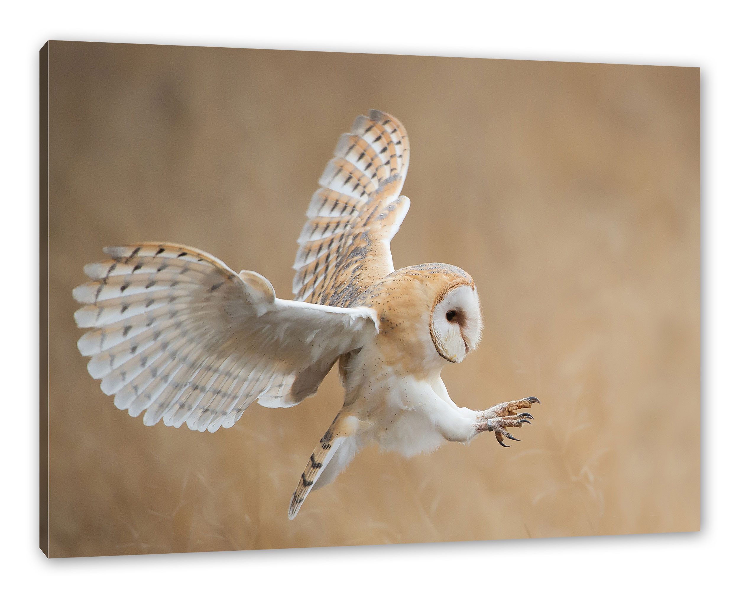 Pixxprint Leinwandbild Fliegende Weiße Eule bei der Jagd, Fliegende Weiße Eule bei der Jagd (1 St), Leinwandbild fertig bespannt, inkl. Zackenaufhänger