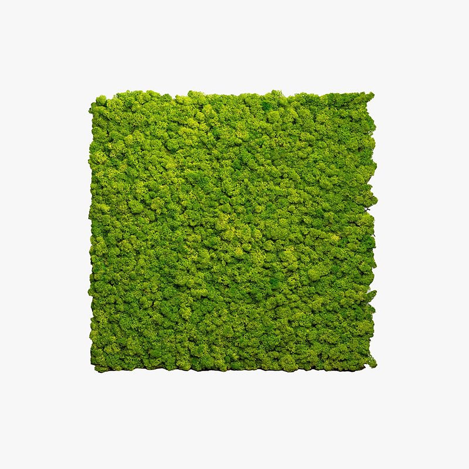 best of GREEN 3D Wandpaneel Wandpanel Moospanel Islandmoos 60cm x 60cm Apfelgrün
