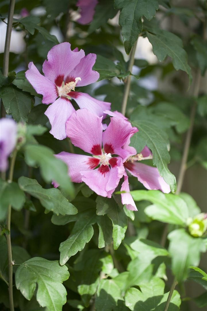 Pflanzen für Dich Gehölze Hibiscus syriacus Woodbridge, 1 St., Garten-Eibisch, Straucheibisch, Hibiskus