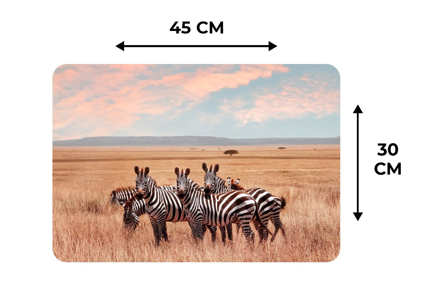 Zebras Schmutzabweisend MuchoWow, Lande, Platzmatte, auf Platzset, Platzdecken, Platzset, (6-St), dem Tischmatten,