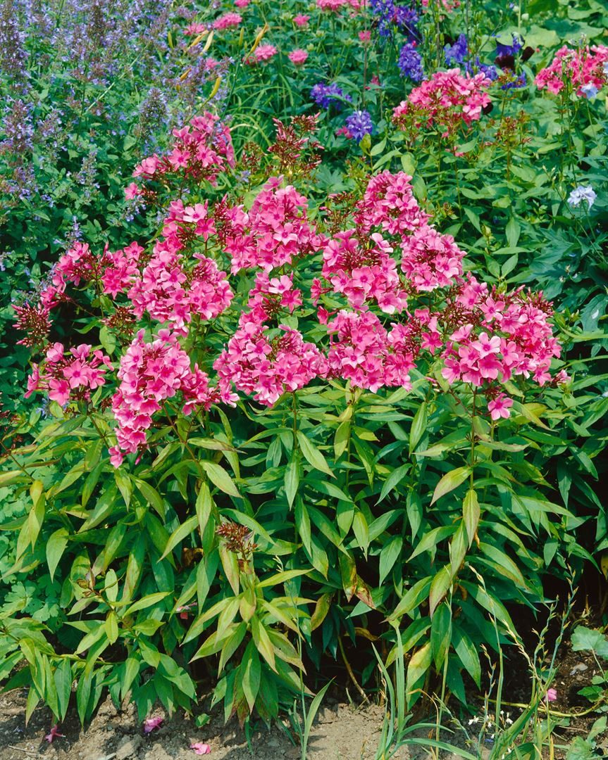 Pflanzen für Dich Staude Phlox pan. Windsor, 1 St., Hoher Staudenphlox, Flammenblume