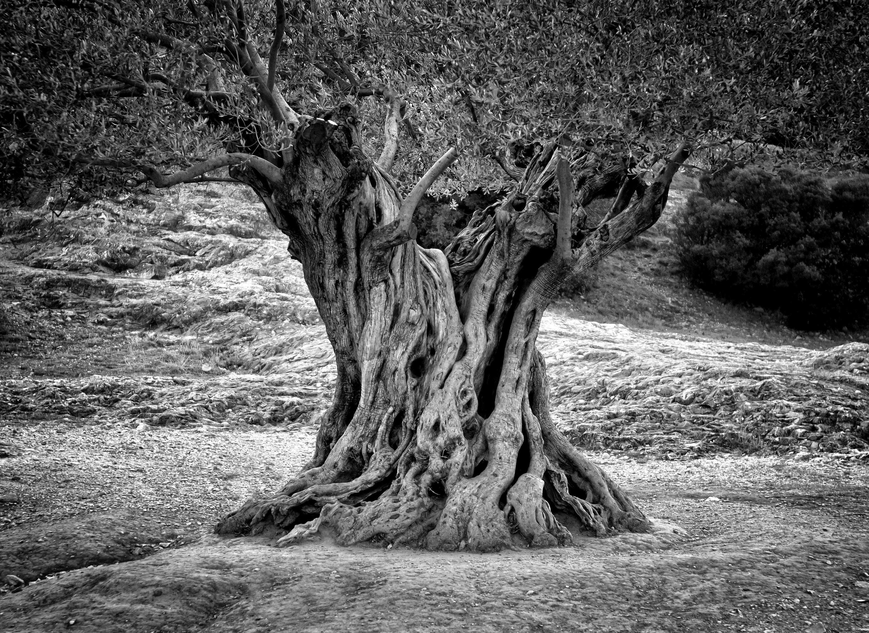 Papermoon Fototapete Baum Schwarz & Weiß | Fototapeten