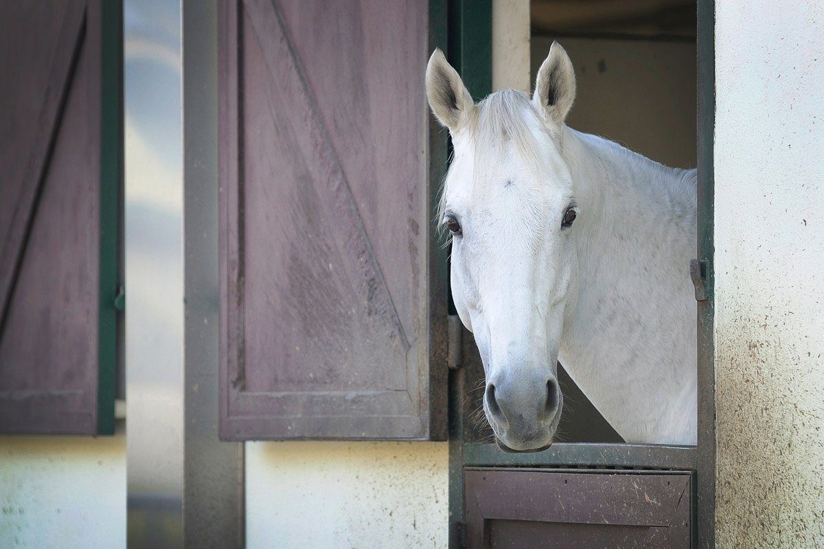 Papermoon Fototapete PFERD-TIERE PFERDE PFERDEKOPF PONY WANDTAPETE WANDDEKO
