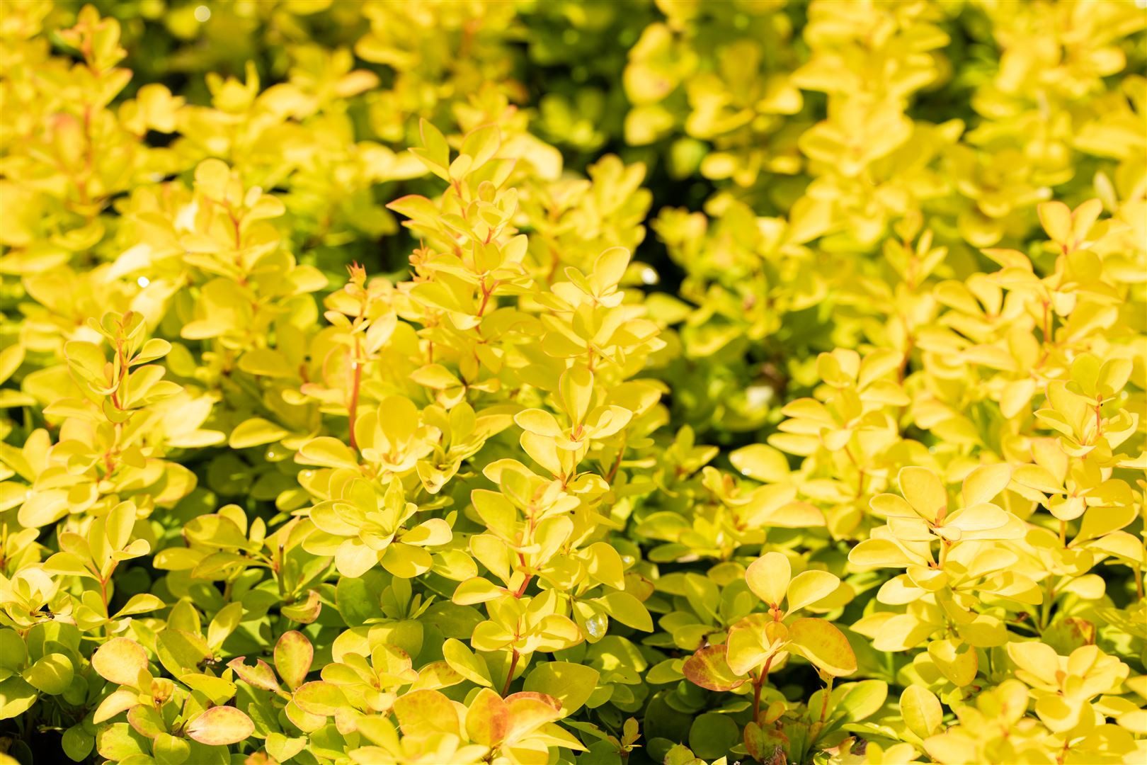 Pflanzen für Dich Gehölze Berberis thunb. 'Maria', 1 St., Thunberg-Berberitze, Goldberberitze