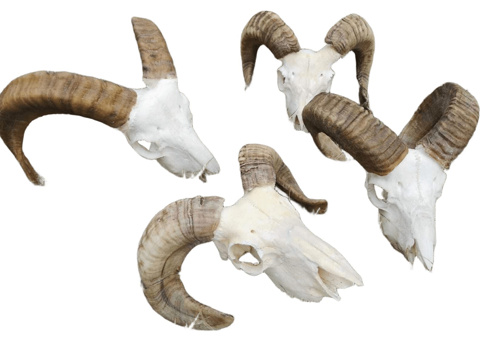 Spielknochen ECHTE Mufflon Schädel Muffel Wild Schädel Schafs Schädel Kochen