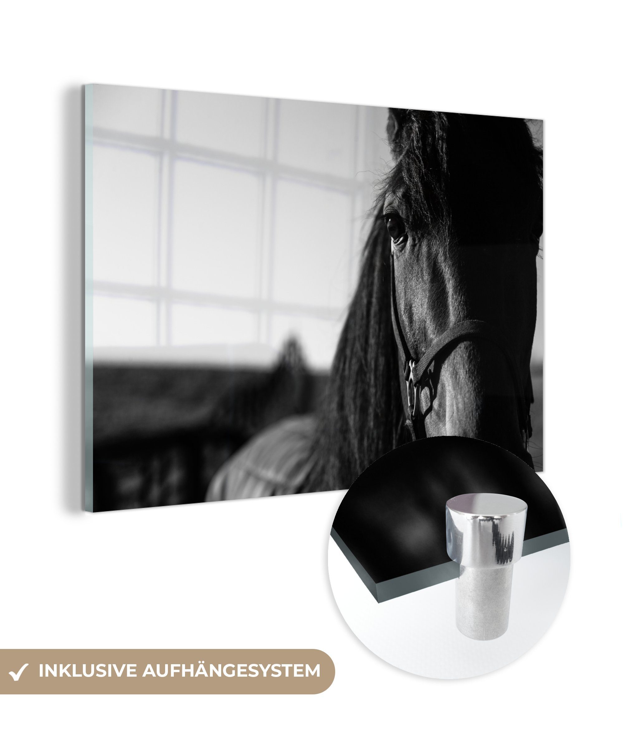 MuchoWow Acrylglasbild Nahaufnahme eines Pferdes mit Halfter in schwarz-weiß, (1 St), Acrylglasbilder Wohnzimmer & Schlafzimmer